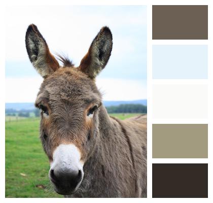 Lelkendorf Donkey Gray Donkey Image